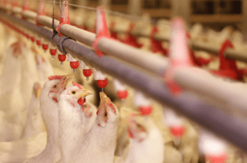 Natural Polyherbal Sources for Supplementing Vitamin e in Animal Nutrition
