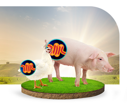 Una combinación única de nucleótidos para apoyar la salud y el desarrollo de los animales.
