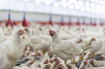 Importance de l’utilisation de protecteurs hépatiques pour optimiser les performances de production des poulets de chair