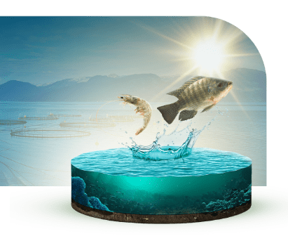 Improves the response of fish and shrimp to stressful situations