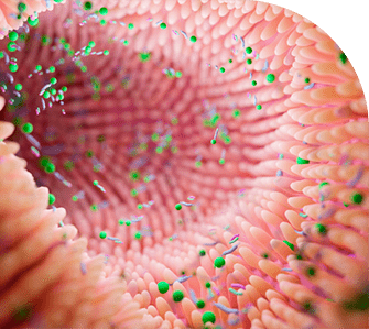 Gut Health Program - GHP
