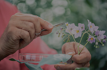 Nuproxa México firma alianza estratégica con Innovad y Herbonis