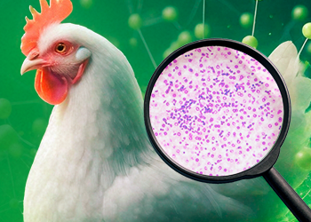 Coccidiose em aves: um desafio contínuo na avicultura