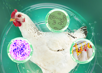 Guía para la prevención y el tratamiento de la coccidiosis en aves de corral: parte 1