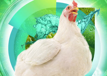 Estratégias combinadas e naturais para reduzir o risco de coccidiose em aves 