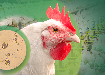 Eimeria en las aves: causas, síntomas y estrategias de control 