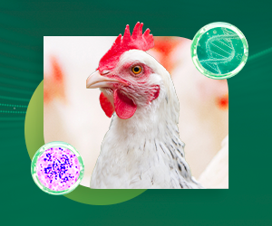 Coccidiosis: soluciones naturales y inteligentes para una producción avícola de alto rendimiento 