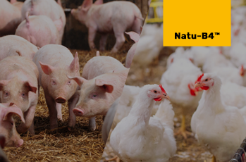 Do you still use choline chloride in your production? Do you still use choline chloride in your production?