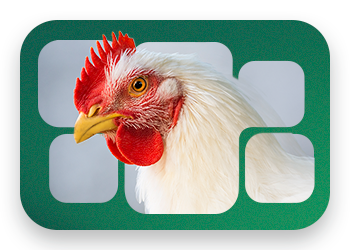 Choline chloride: disadvantages and risks in modern animal nutrition   
