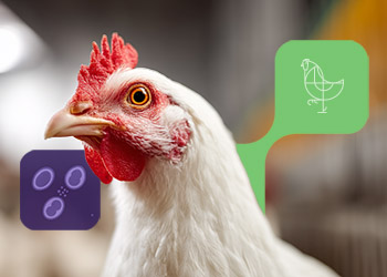 Coccidiosis en aves: un desafío constante en la avicultura