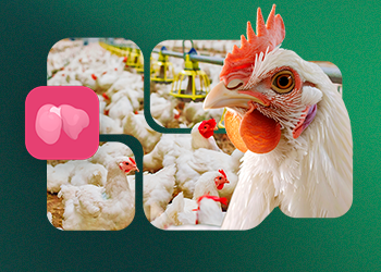 Hepatic protector vs hepatic modulator in poultry: understand the differences 