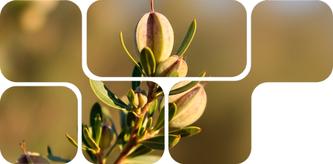 Natu-B4®, natural modulator of energy metabolism