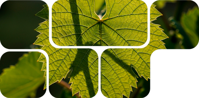 Antioxidante natural para produtividade e rentabilidade