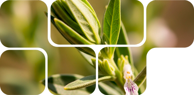 OptiMethione™, optimizador natural del metabolismo de la metionina