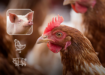Productos poliherbales: una alternativa eficaz y segura al cloruro de colina en la nutrición animal  