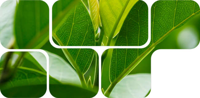 C-Power™, polyherbal complex for animal production.