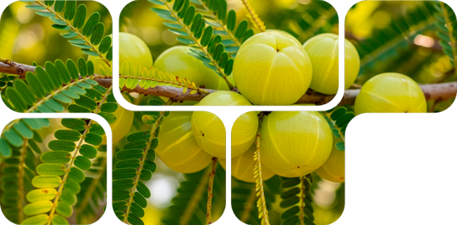 iNuxA-VC®, fuente natural de vitamina C para la formulación de alimentos