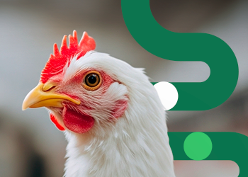 Estrategias combinadas y naturales para reducir el riesgo de coccidiosis en aves